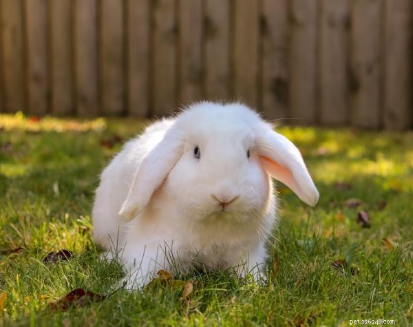 Potty Train Your Pet Rabbit – Easy Steps for a Clean Home