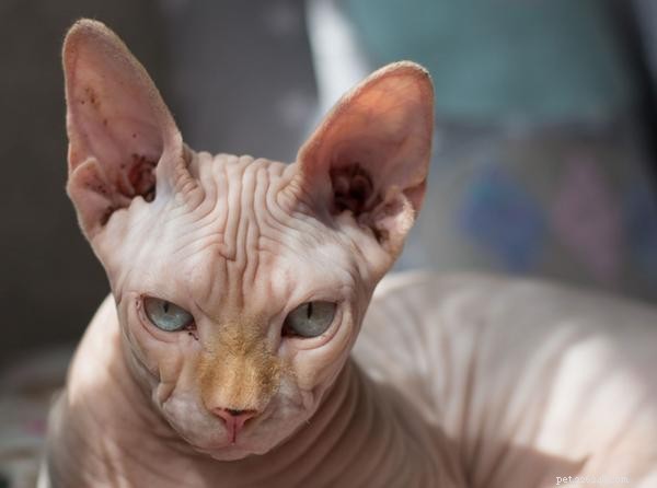 Why Your Cat May Reject You: Causes & How to Build a Strong Bond