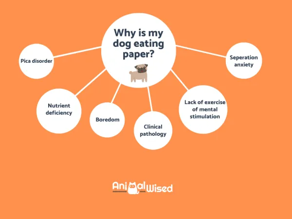 Why Does My Dog Eat Toilet Paper? Causes, Risks, and Solutions