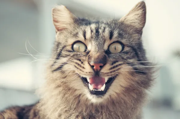 Why Your Cat May Reject You: Causes & How to Build a Strong Bond