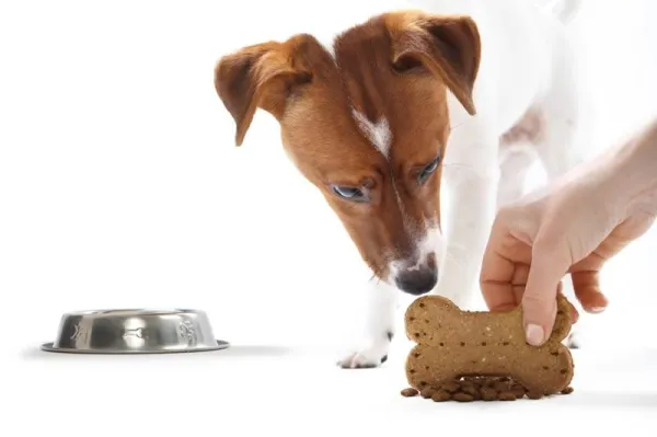 Stop Food Aggression in Dogs: Proven Training Techniques