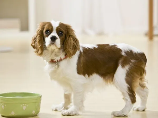 Stop Food Aggression in Dogs: Proven Training Techniques