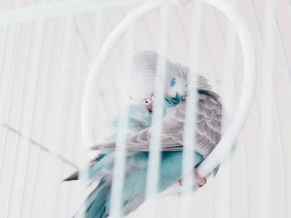 Top Parrot Toys for Engaging and Healthy Birds