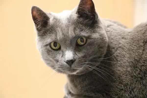 Why Your Cat Resists Petting and How to Build Trust