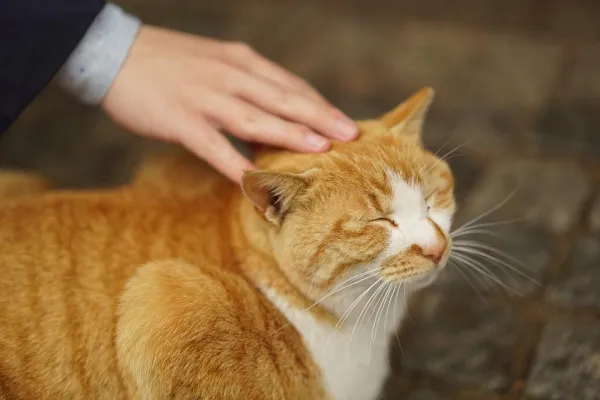 Why Your Cat Resists Petting and How to Build Trust