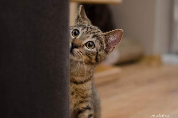 Why Your Cat Resists Petting and How to Build Trust