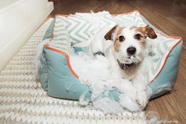 Why Your Dog Chews Their Bed & How to Stop It