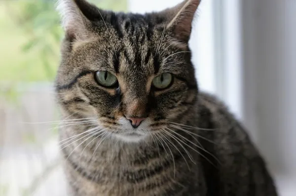 Why Your Cat Resists Petting and How to Build Trust