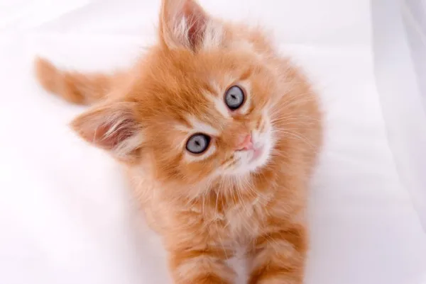 Teach Your Cat Its Name: Simple Steps for Reliable Response