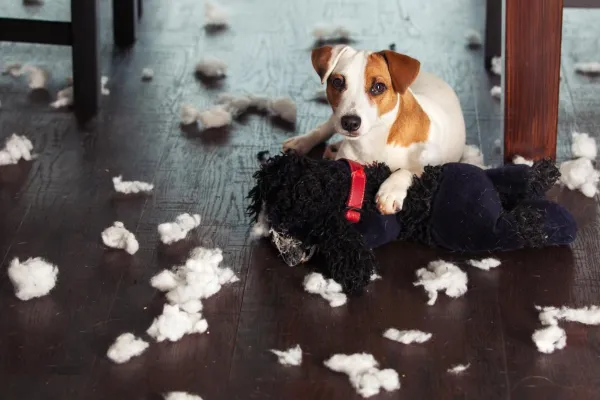 Why Your Dog Chews Their Bed & How to Stop It