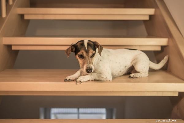 Helping Your Dog Overcome Fear of Stairs