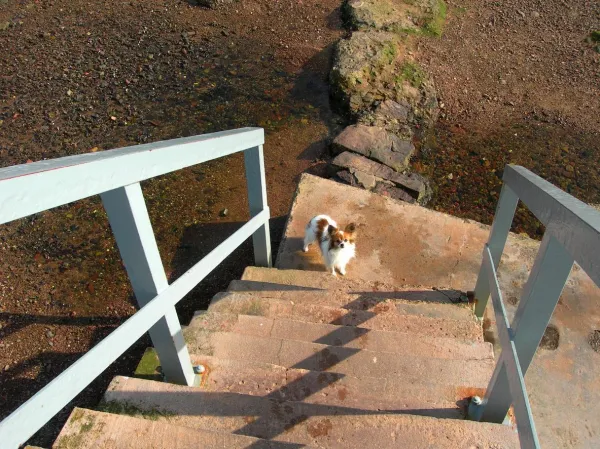 Helping Your Dog Overcome Fear of Stairs