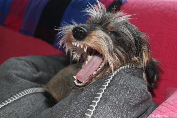 Why Your Dog Sees You as a Stranger: Understanding and Rebuilding the Bond