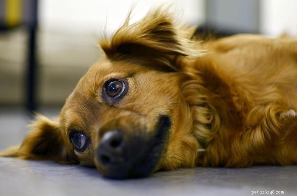 When Your Dog Craves Constant Attention: Causes, Consequences, and Solutions