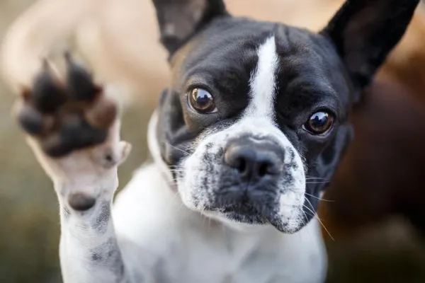 When Your Dog Craves Constant Attention: Causes, Consequences, and Solutions