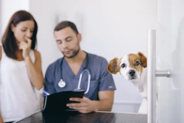 Stop Your Excited Dog from Biting: Proven Techniques & Tips