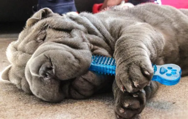 Understanding Your New Puppy’s Biting and Growling: Causes and How to Address Them