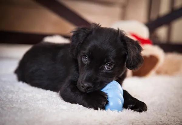 When Do Puppies Stop Chewing? Expert Guidance on Their Natural Instincts