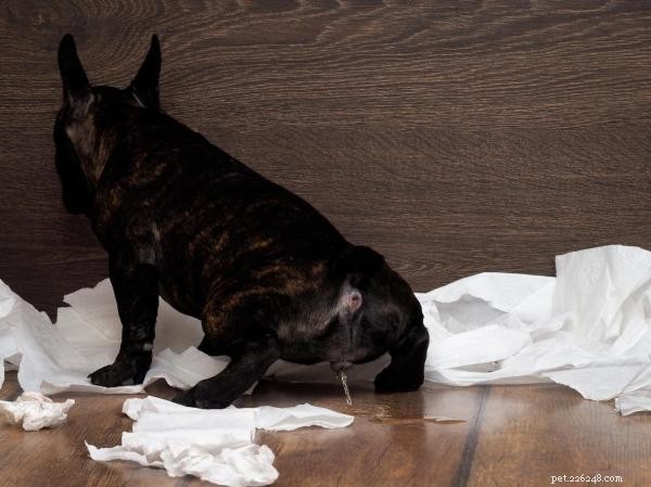 Top 6 Natural Dog Repellents to Keep Your Home Clean