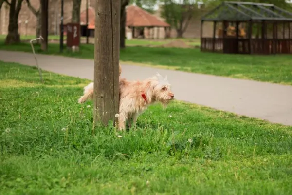 Top 6 Natural Dog Repellents to Keep Your Home Clean