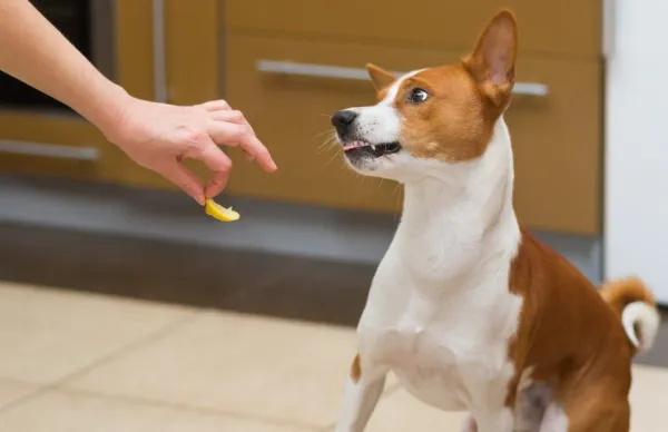 Top 6 Natural Dog Repellents to Keep Your Home Clean