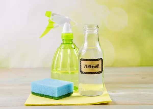 Top 6 Natural Dog Repellents to Keep Your Home Clean