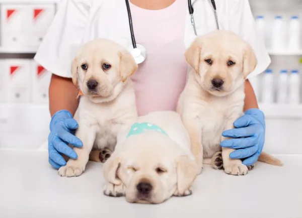 When Do Puppies Stop Chewing? Expert Guidance on Their Natural Instincts