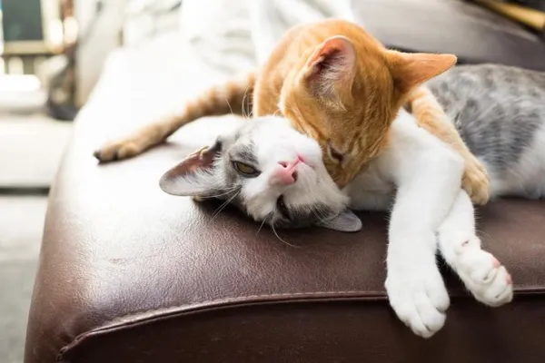 When Will Your Cats Finally Get Along? Understanding the Timeline for Cat Integration