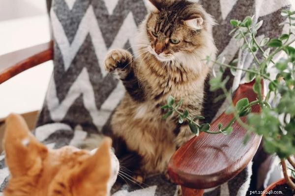 Do Cats Experience Jealousy? Understanding the Signs & Common Misconceptions