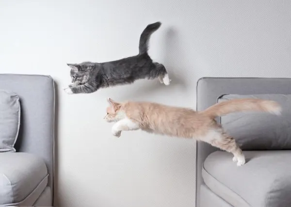 When Will Your Cats Finally Get Along? Understanding the Timeline for Cat Integration