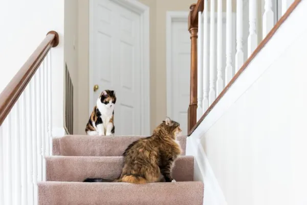 When Will Your Cats Finally Get Along? Understanding the Timeline for Cat Integration