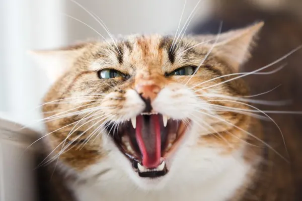 Do Cats Experience Jealousy? Understanding the Signs & Common Misconceptions