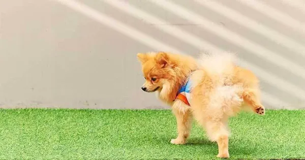 Eliminate Dog Urine Odor: Proven Tips for a Fresh Home