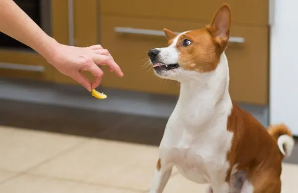 Eliminate Dog Urine Odor: Proven Tips for a Fresh Home