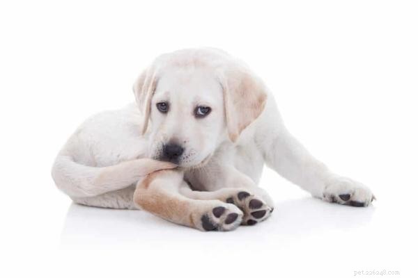 Understanding Why Your Dog Chews Its Tail and Bottom: Common Causes & Solutions