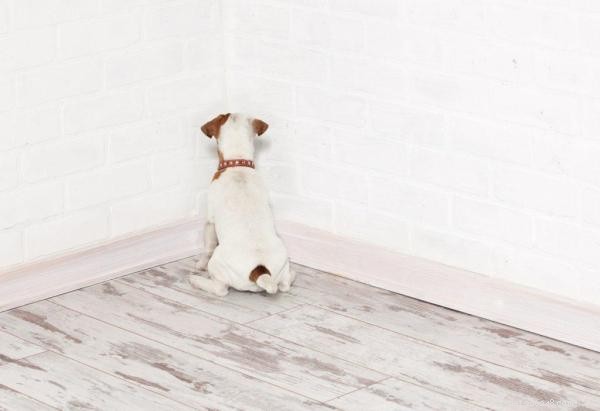 Eliminate Dog Urine Odor: Proven Tips for a Fresh Home