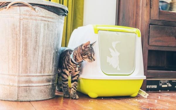 Why Your Cat Is Excessively Scratching Their Litter Box – What It Means & How to Fix It