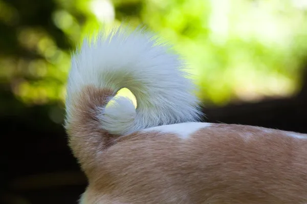 Understanding Why Your Dog Chews Its Tail and Bottom: Common Causes & Solutions