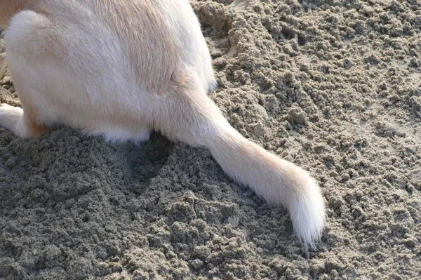 Understanding Why Your Dog Chews Its Tail and Bottom: Common Causes & Solutions