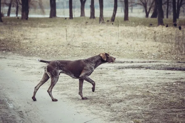 Why Dogs Chase Cars, Motorcycles, and Bikes: Causes & Safety Tips