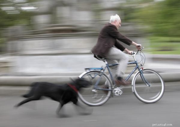 Why Dogs Chase Cars, Motorcycles, and Bikes: Causes & Safety Tips