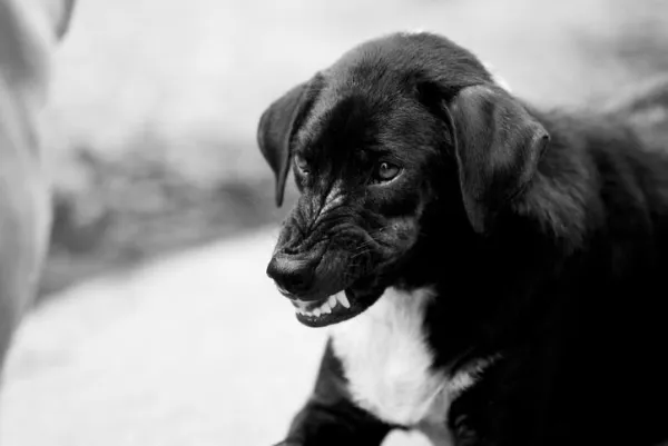 Why Dogs Chase Cars, Motorcycles, and Bikes: Causes & Safety Tips