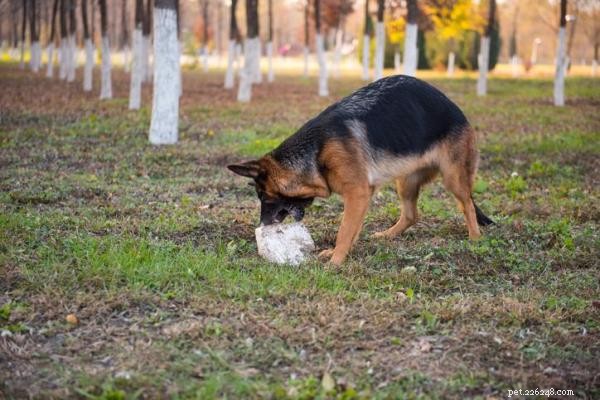 Understanding Why Dogs Eat Rocks: Causes, Risks, and Solutions