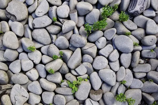 Understanding Why Dogs Eat Rocks: Causes, Risks, and Solutions