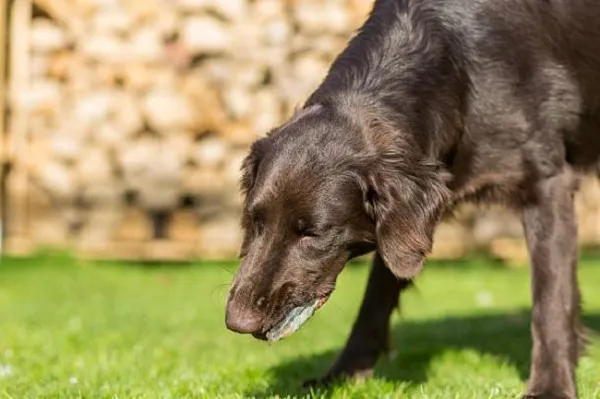 Understanding Why Dogs Eat Rocks: Causes, Risks, and Solutions