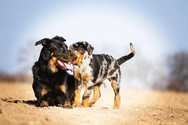 Mastering Cognitive & Emotional Training for Dogs: A Comprehensive Guide