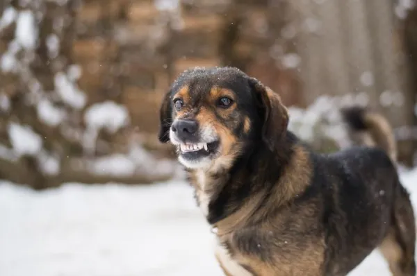 Recognizing Abuse in Dogs: Key Warning Signs