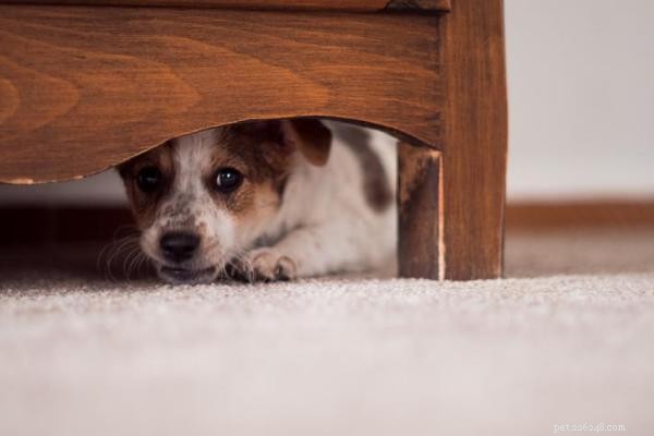 Recognizing Abuse in Dogs: Key Warning Signs