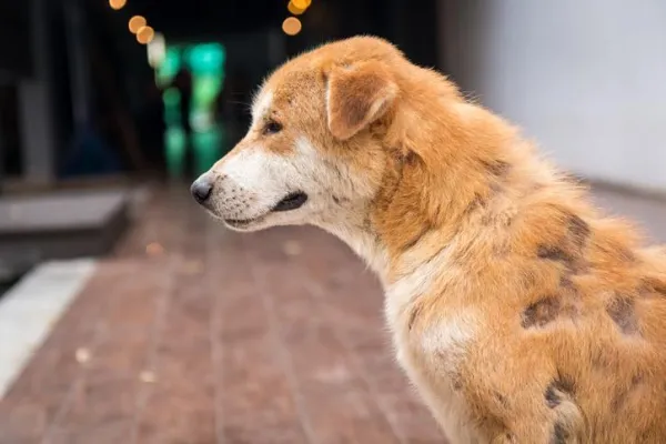 Recognizing Abuse in Dogs: Key Warning Signs