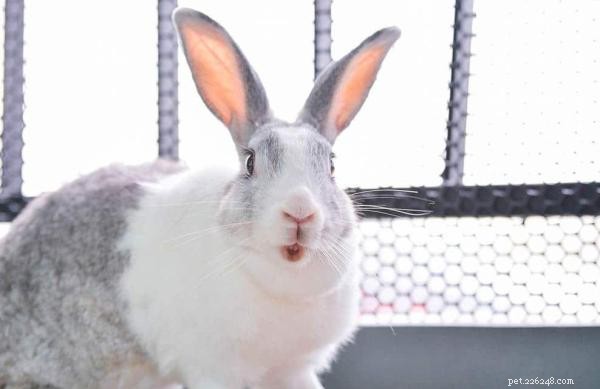 Understanding Aggression in Rabbits: Causes and Solutions